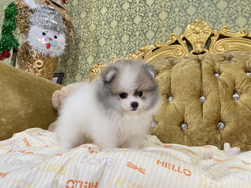 ลูกปอมแท้ อ้วนกลม ขนแน่นฟู หมีๆ พร้อมย้ายบ้าน 2