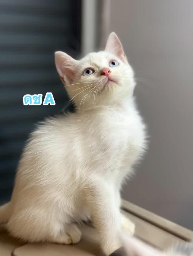 ❌❌ขายแล้ว❌❌ สก๊อตติชแท้ วัคซีนแล้ว