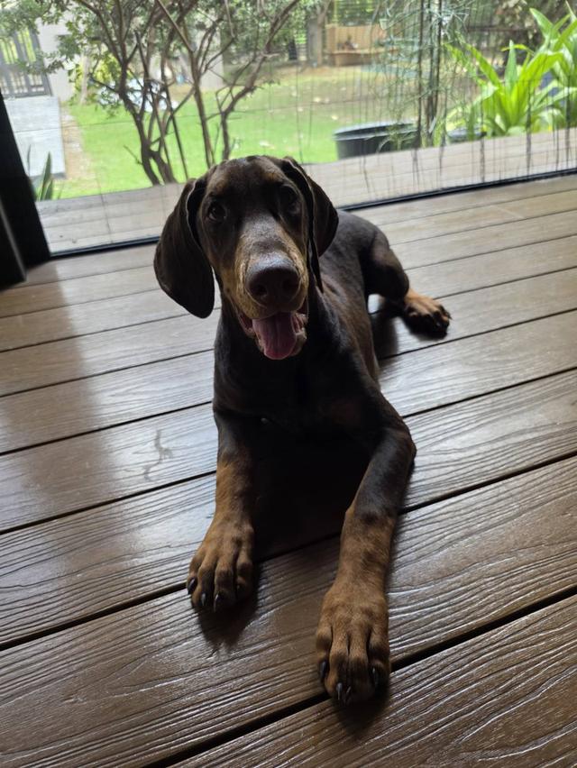 ลูกหมา Doberman Pure Bred Champion Line เพศเมีย สีแดง มี 3 ตัว มี Pedigree/Certificate ตัดหางแล้ว รูปที่ 13
