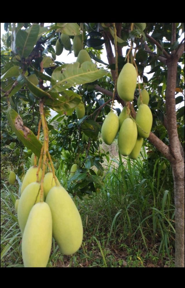 ขายที่ดินสวยวิวเขาธรรมชาติ เนื้อที่2ไร่ 9