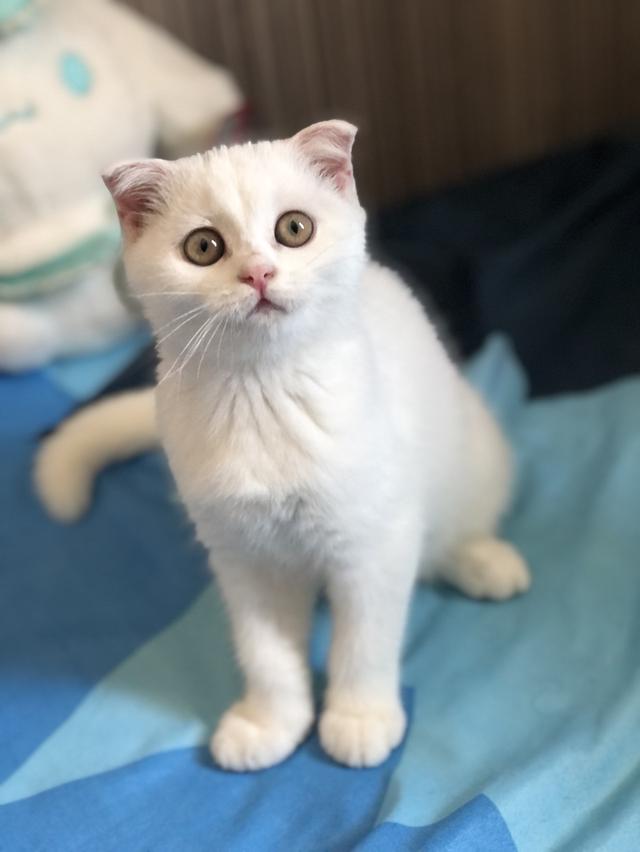 แมวสก๊อติช เด็กผู้หญิง2เดือนกว่า