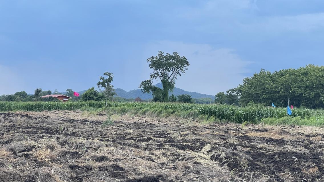 ที่ดินหนองม่วง จ. ลพบุรี 13