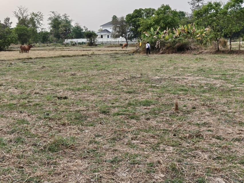 ขายที่ดินแปลงใหญ่ บ้านทุ่งขุนน้อย อุบลราชธานี ** เพียง 1.5 ลบ. ฟรีโอน ** (N.2029) 5