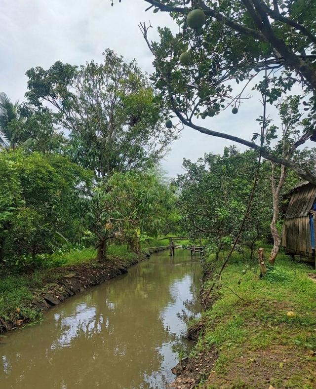ขายที่ดินสวนส้มโอ 3ไร่ 1งาน อำเภอบางคนที จังหวัดสมุทรสงคราม ที่สวย หน้ากว้างติดถนน 2