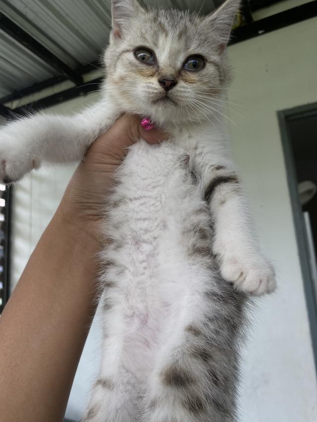เจ้าชาบู น่ารักมาก 4
