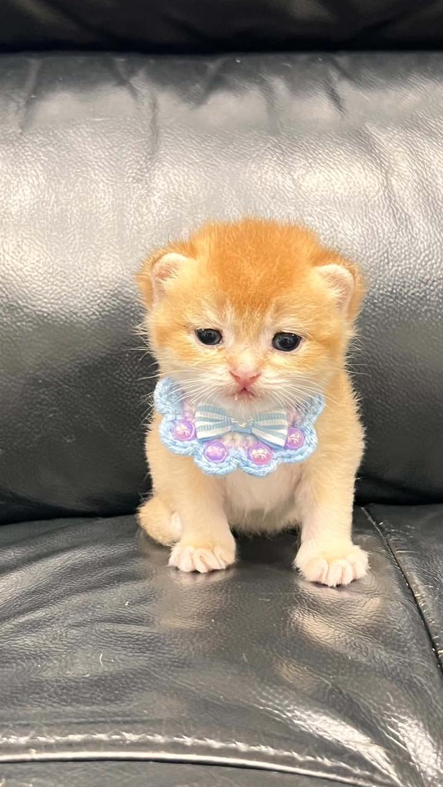 แมวพันธุ์ British shorthair