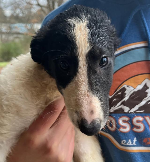 สุนัข Borzoi ราคาแบ่งปัน 3