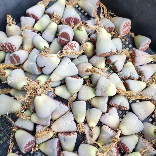 ต้นกุหลาบหิน Lithops