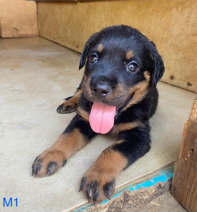 สุนัขร็อตไวเลอร์ โครงสร้างสวย กระโหลกใหญ่ รักเจ้าของ รูปที่ 4