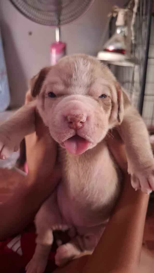 ลูกสุนัขพิทบลูแบนด็อก รูปที่ 2