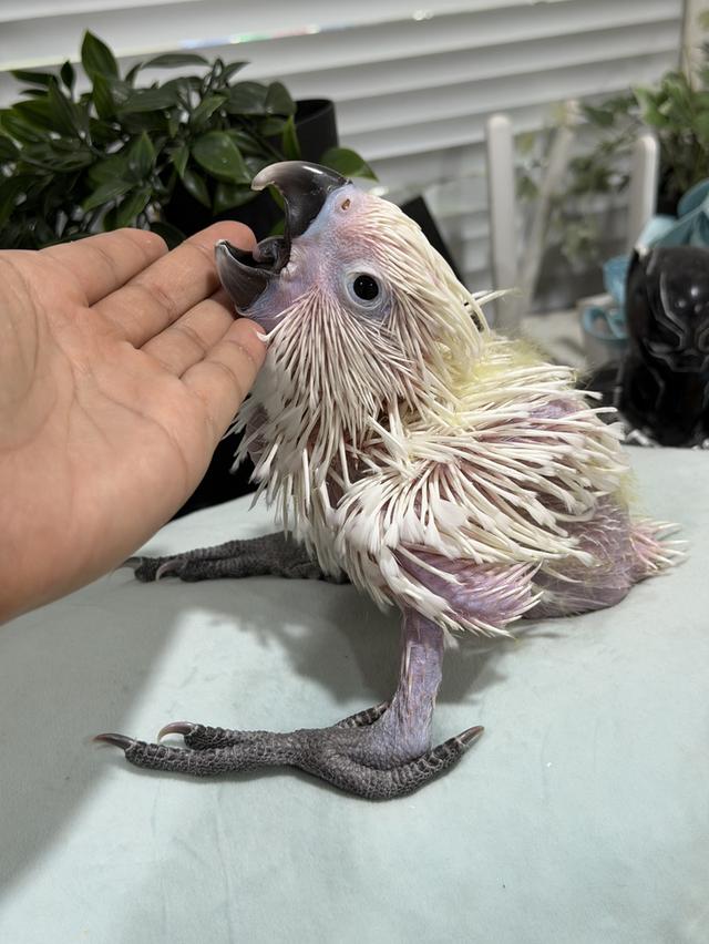 กระตั้วอัมเบลล่า Umbrella cockatoo เพศผู้ รูปย่อยที่ 2
