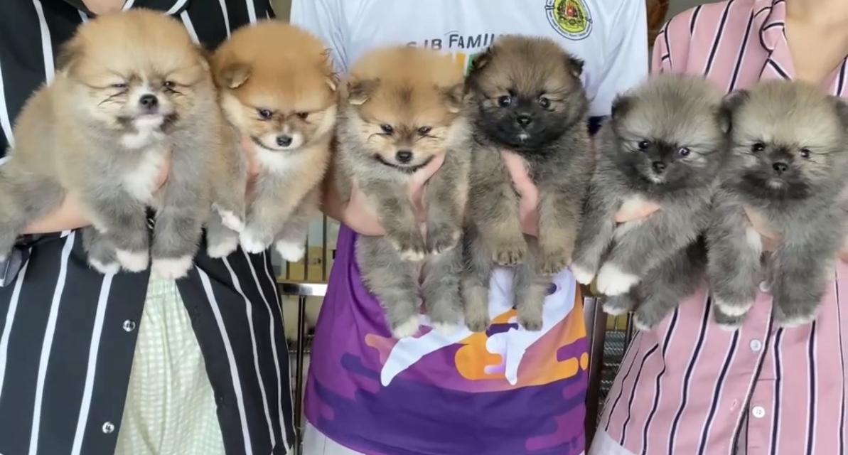 ปอมปอมแท้ อ้วนกลมหมีๆ
