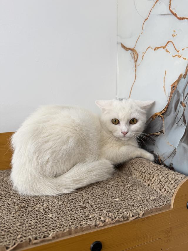 ลูกแมวพันธุ์สก๊อตติชแท้ รูปที่ 5