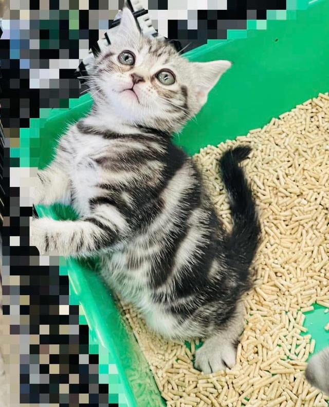 America short-hair kittins  WhatsApp me : +66 63 826 3042