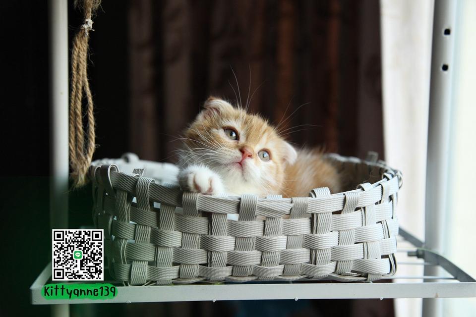 แมวสก็อตติชโฟลด์แท้แบ่งเลี้ยง รูปที่ 12