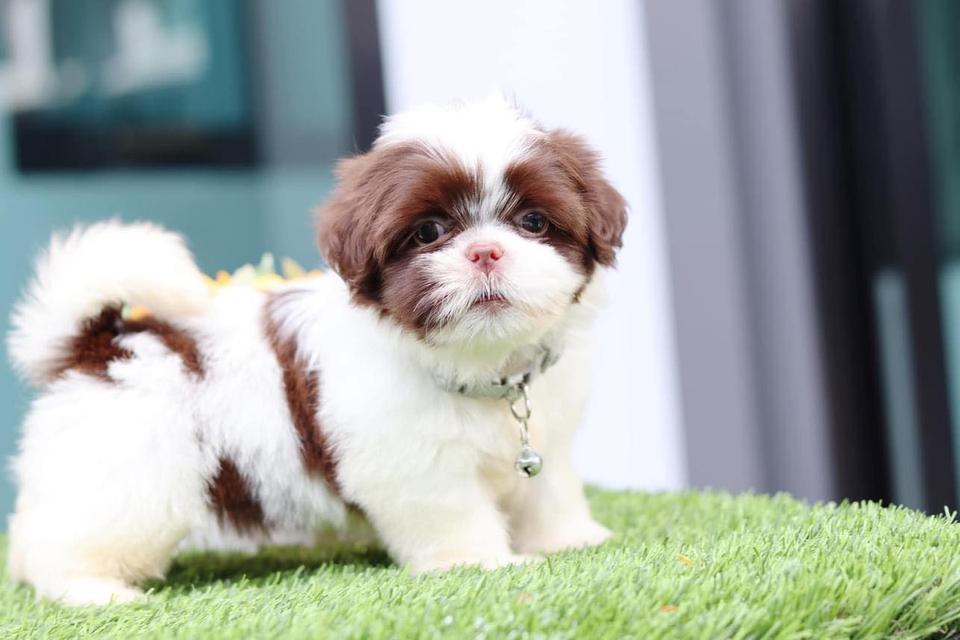Shih Tzu Puppies available