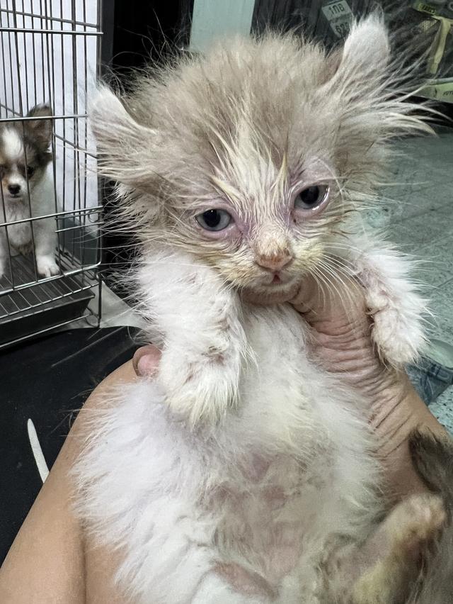 แมวอเมริกันเคิร์ล ขาสั้น