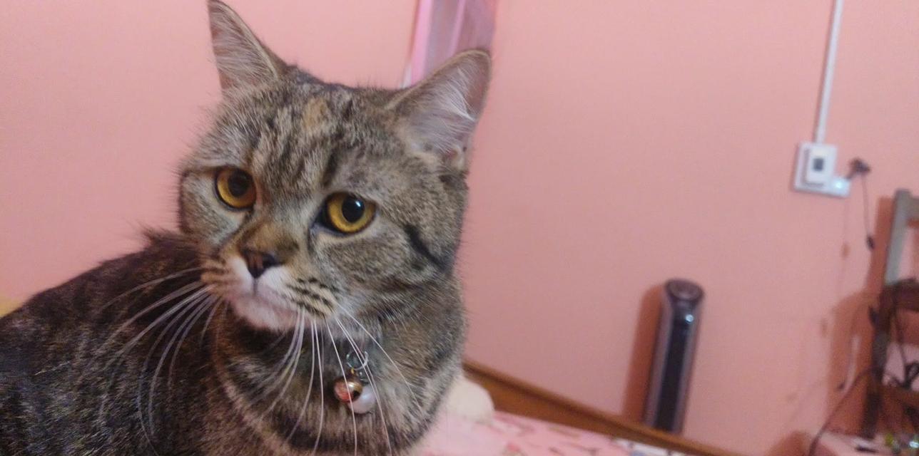 Scottishลายสลิดน่ารักมาก 4