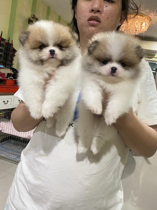 ลูกปอมเมอเรเนียนแท้ อ้วนกลมหมี สีสวย มาดูตัวจริงได้ค่ะ รูปที่ 3
