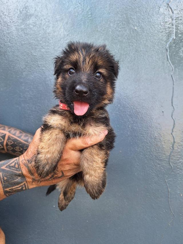 Adorable German Shepherd Puppies - Ready now !