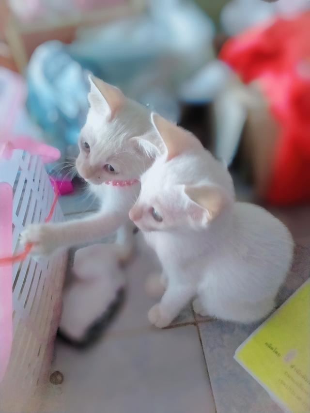 แมวขาวมณี