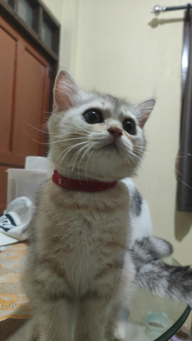 Scottish Fold (girl)