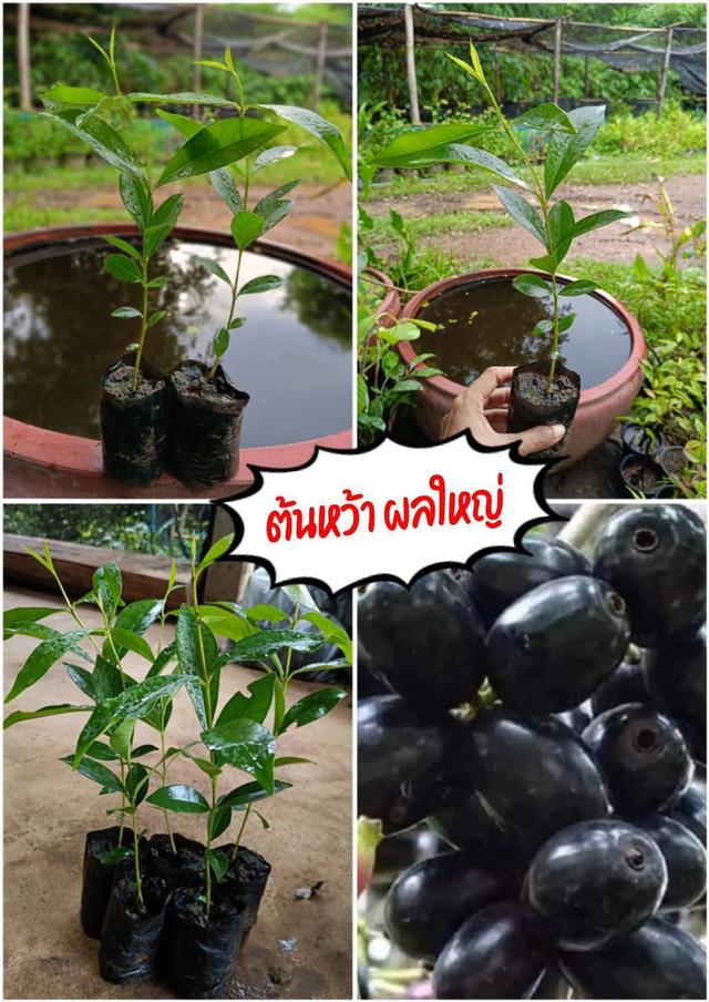 ต้นลูกหว้า ผลใหญ่ (3 ต้น)