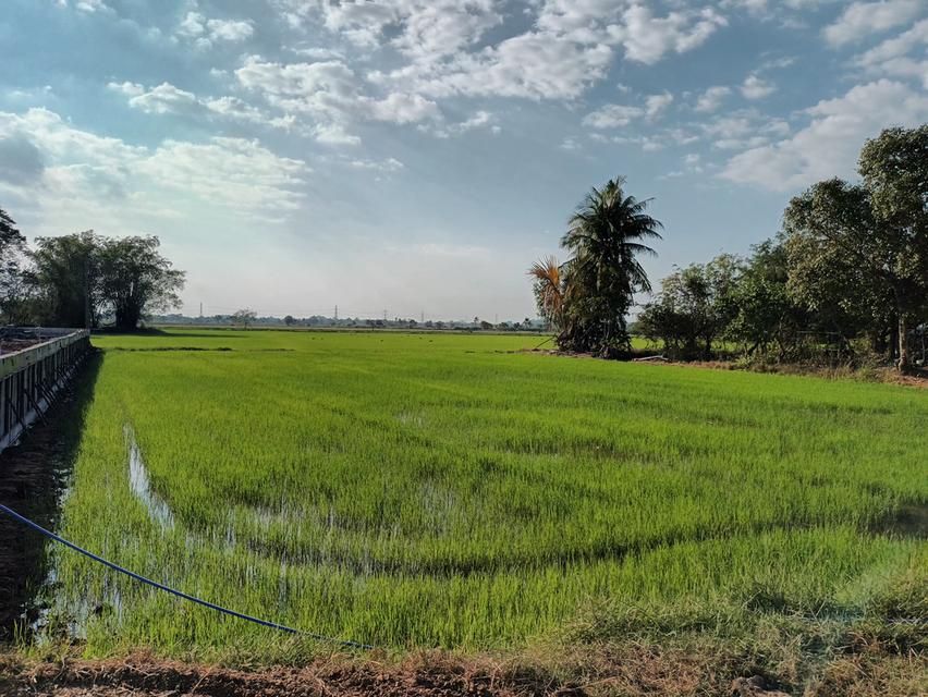 ขายที่ดิน ข้างสนามบอล จำปา ท่าเรือ อยุธยา 1