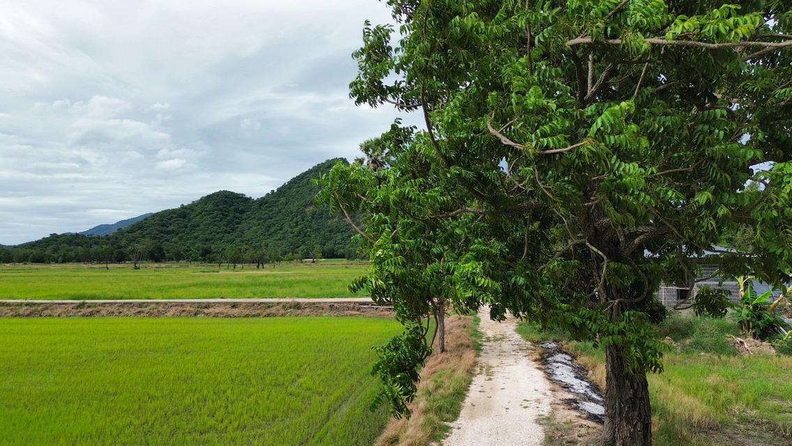 🏞️ ที่ดินบนเขื่อนวังร่มเกล้า 1 ไร่ 320,000 บาท วิวภูเขา เหลือเพียง 6 แปลงสุดท้าย 13