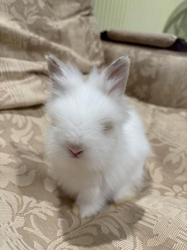 Teddy Bear Rabbit