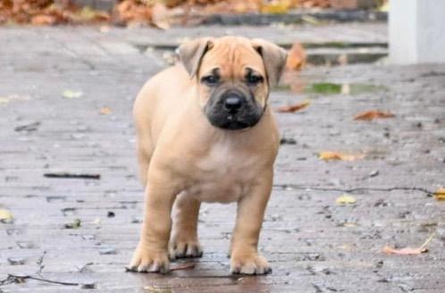 Boerboel Puppies For Sale