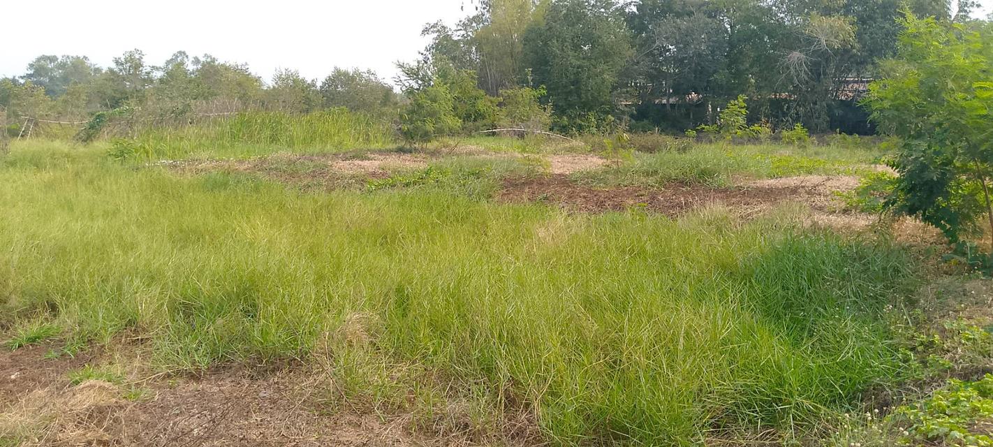 ที่ดินเปล่าใช้ปลูกบ้านทำสวน 7