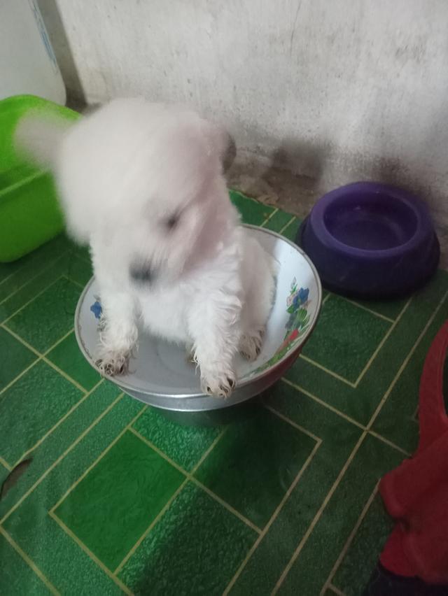 น้องๆพร้อมย้ายบ้านจ้าสนใจติดต่อมานะค่ะ