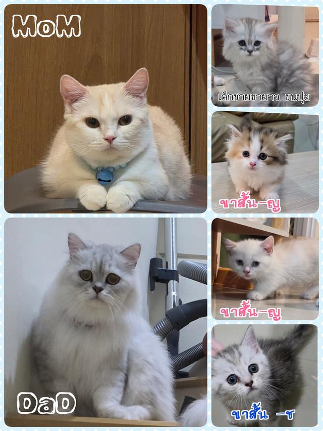 แมวมันช์กิ้น ขายาว 2