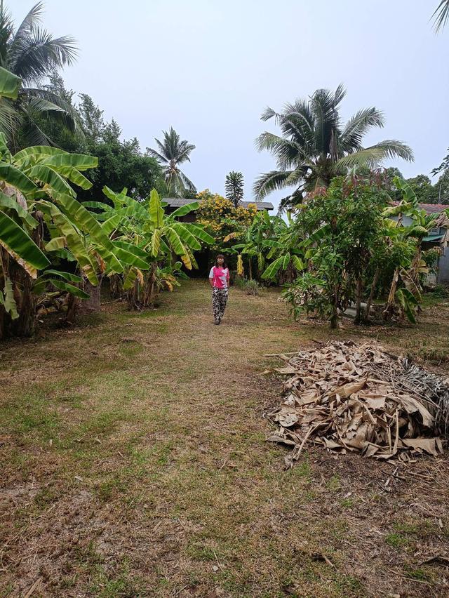 ที่ดินใกล้วัดธรรมโฆษณ์ 1/2 ไร่กว่า อ.สิงหนคร จ.สงขลา มีบ้านเก่า 5