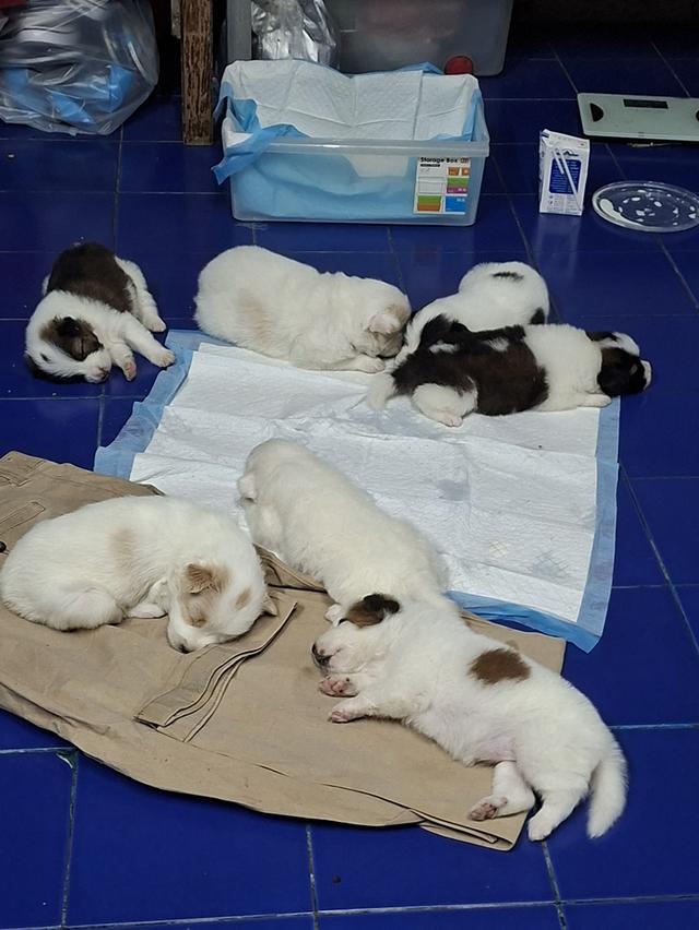 บางแก้วแท้ 100%กรุงเทพฯตลิ่งชัน 10