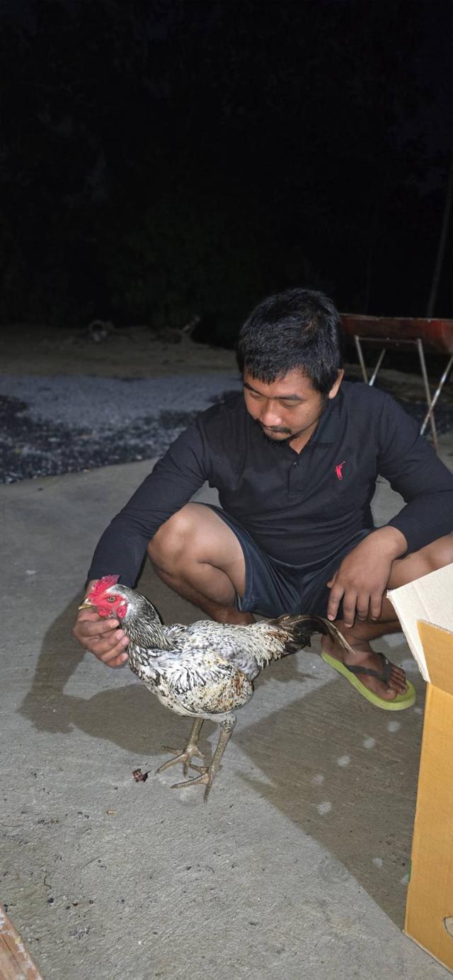 ไก่ชน พม่าสายเลือด ป.วุติ