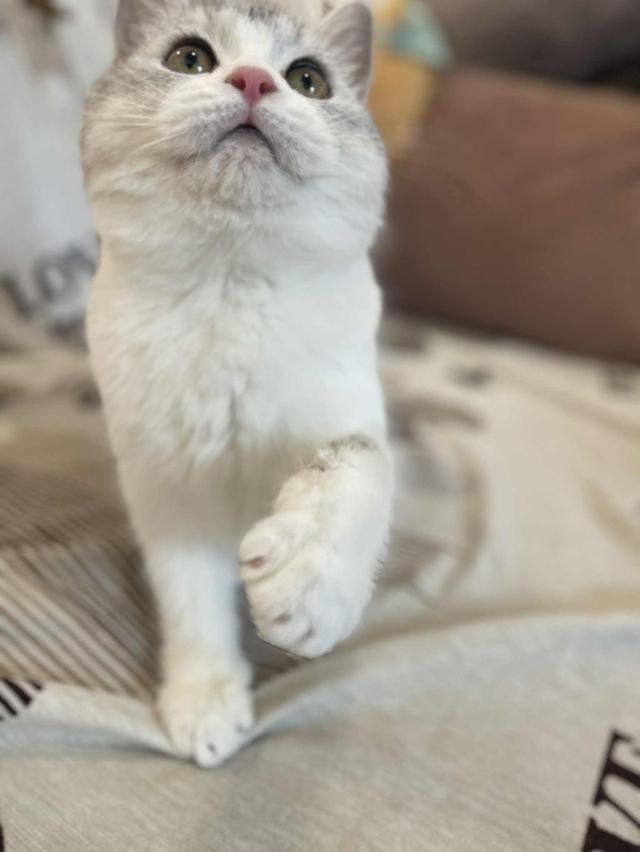 สาวสก็อตติชแท้ 10