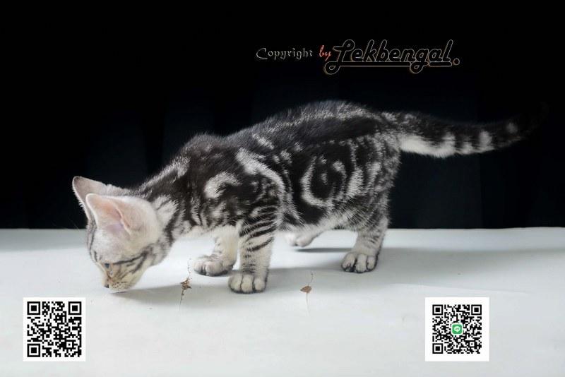 อเมริกันชอตแฮร์พันธุ์แท้ รูปย่อยที่ 4