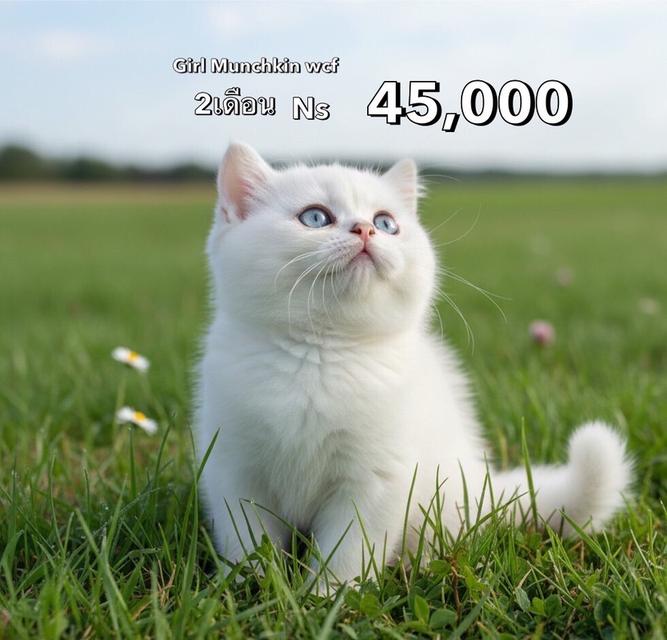 แมวมันช์กิ้น รวมเด็กๆมันช์กิ้นทั้งหมดของฟาร์ม 15