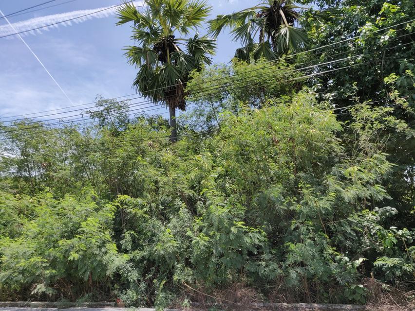 ขายที่ดินแปลง E ท่าพระยา นครชัยศรี นครปฐม 209 ตร.ว. เจ้าของขายเอง พร้อมโอน 9