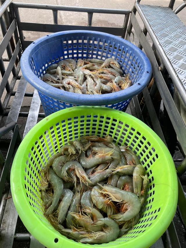 กุ้งแชบ๊วยตัวอวบๆ ราคาดีมาก 3