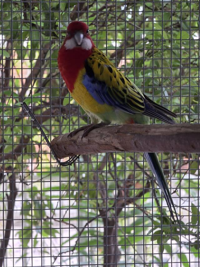 นกแก้วโรเซลล่า Rosella Parakeets รูปที่ 6