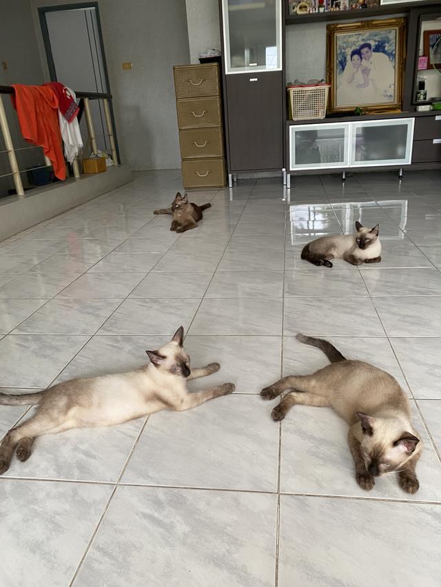 ขายแมววิเชียรมาศ(ผู้)พิกัดกรุงเทพฯ 7