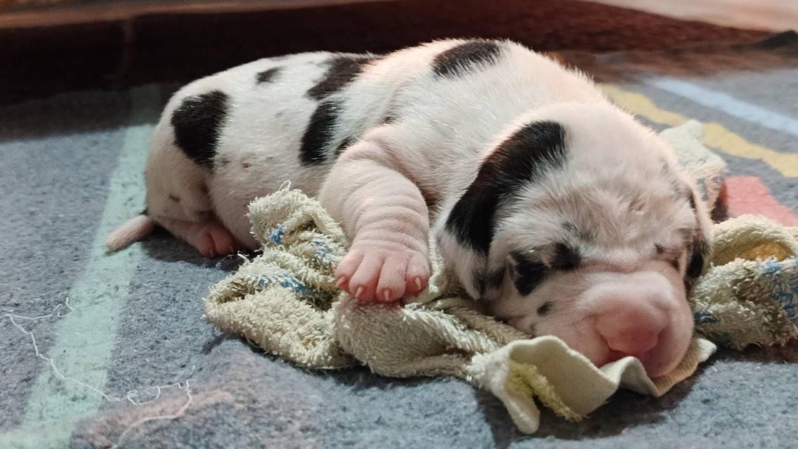 สุนัข เกรทเดน Great dane รูปที่ 4