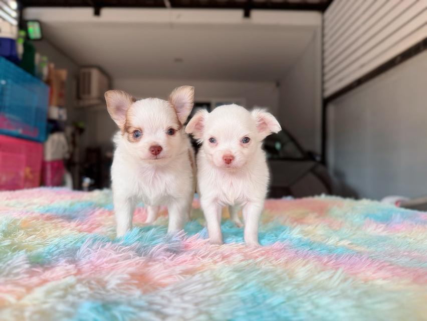 ปอมผสมชิวาวา เพศผู้ พิกัดรามอินทรา 10