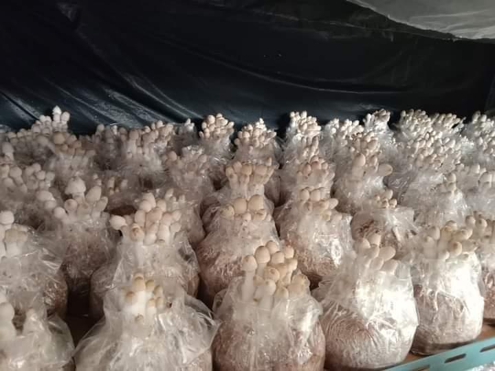 ก้อนเชื้อเห็ดโคนน้อย พร้อมคู่มือการดูแล