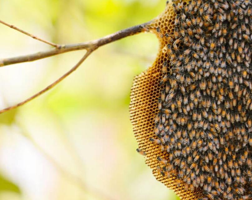 น้ำผึ้งป่า น้ำผึ้งเลี้ยง แตกต่างกันอย่างไร 1