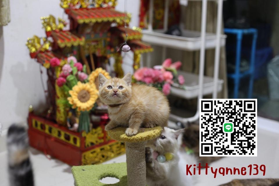 ลูกแมวบริติชช็อตแฮร์ผสมสก็อตติชช็อตแฮร์ 6