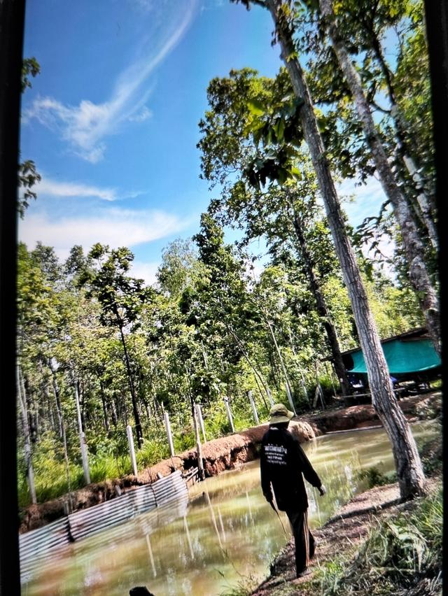 โฉนด15ไร่/ล้านห้า 0625647951